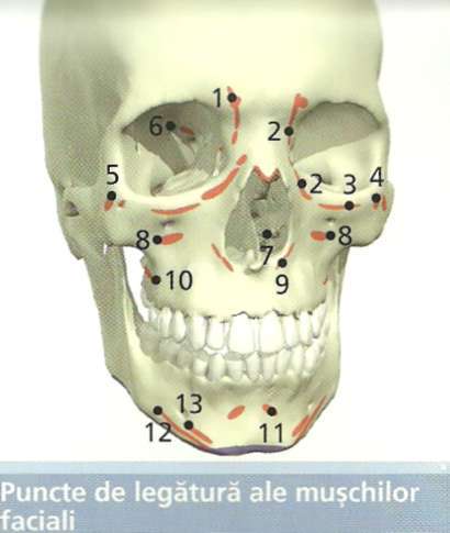anatomia corplui uman-3 - pic tel