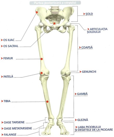 anatomia corplui uman-4 - pic tel