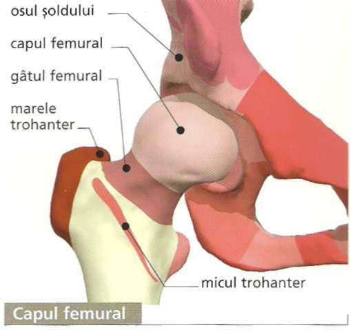 anatomia corplui uman-7 - pic tel