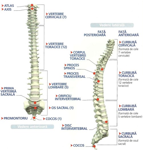 anatomia corplui uman-15