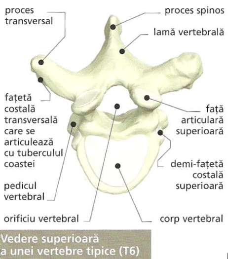 anatomia corplui uman-16 - pic tel