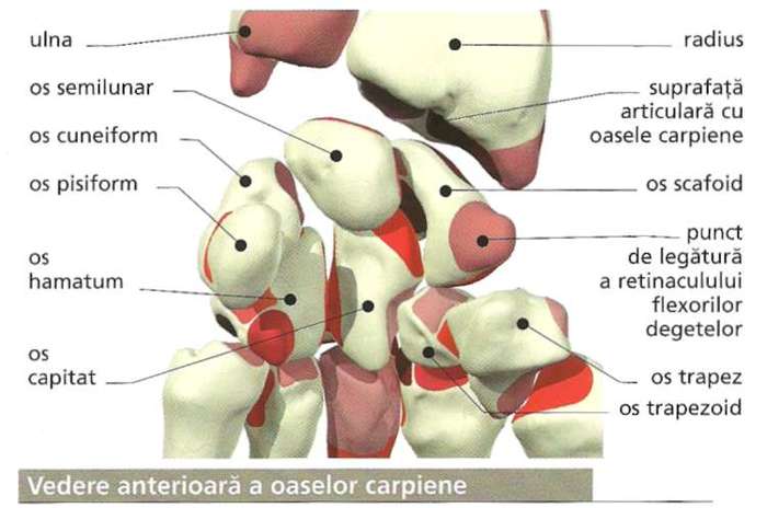 anatomia corplui uman-48 - pic tel