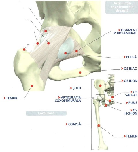 anatomia corpului uman-18 - pic tel