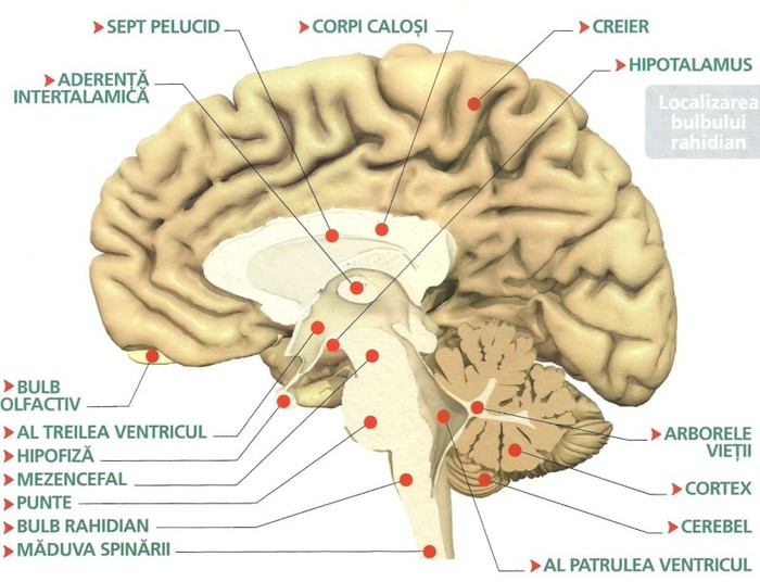 anatomia corpului uman-29