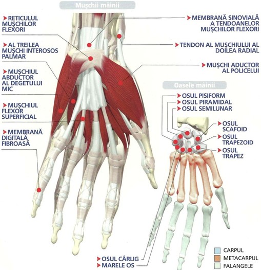 anatomia mainii-1