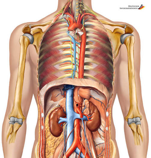 anatomie umana - pic tel