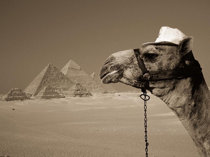 Camel_Egypt - pic tel