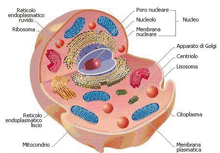 Cellula_Eucariota - pic tel
