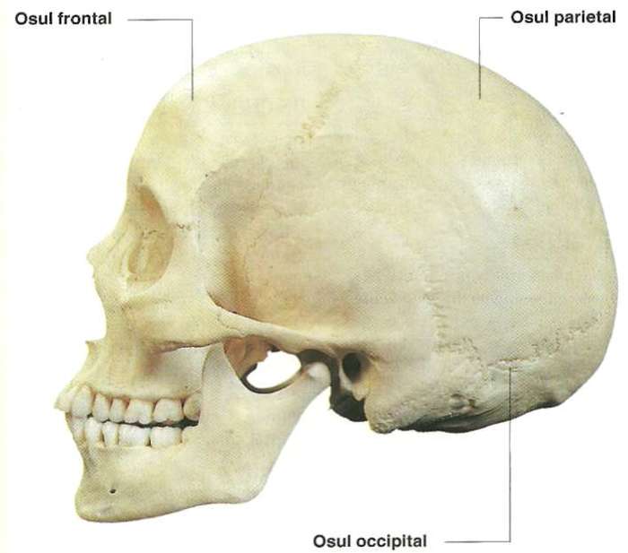 craniul uman oase