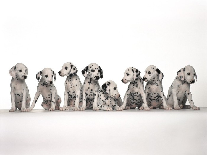 Dalmatian_puppies - pic tel