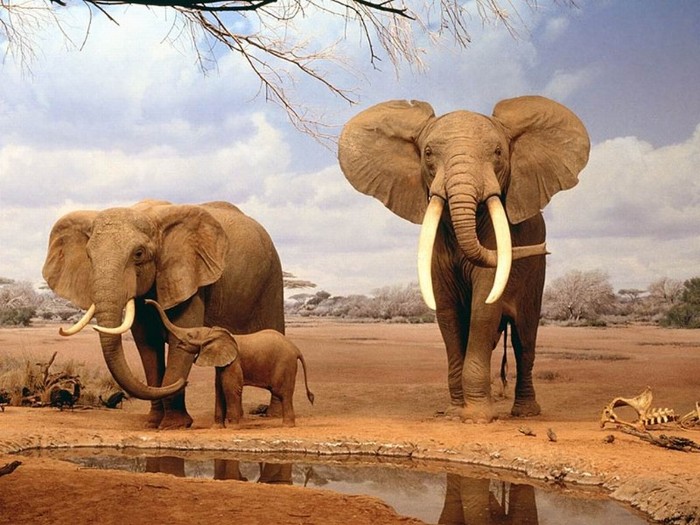 Family_Indian_Elephant - pic tel