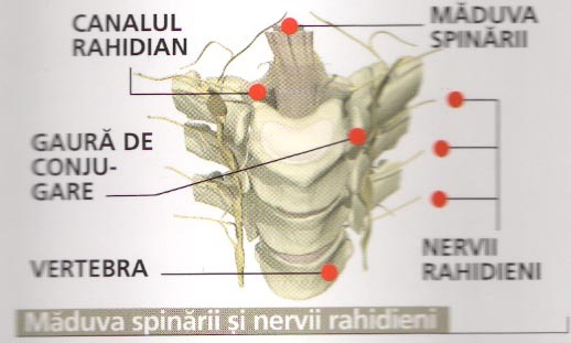 maduva spinarii  - pic tel