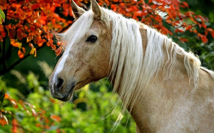 Palomino_horse - pic tel