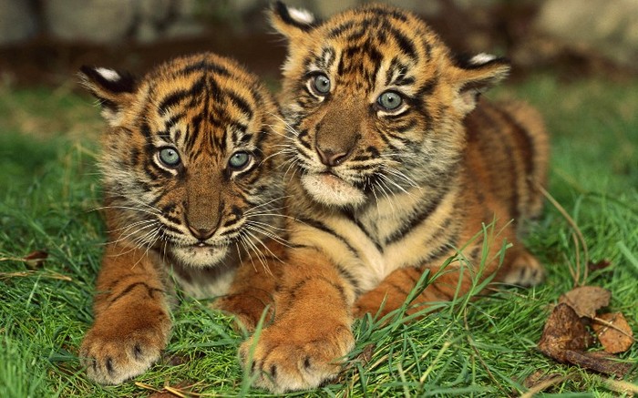 Tiger_cubs - pic tel