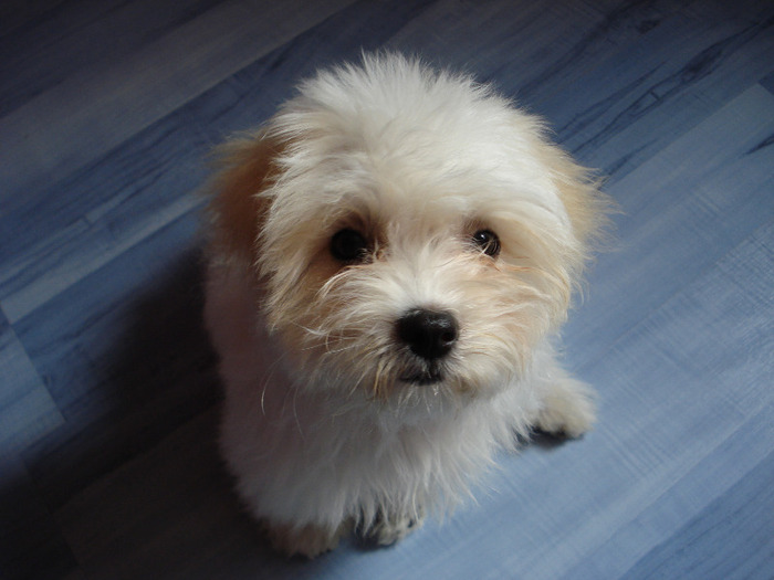 Picture 692 - frumusica bijou