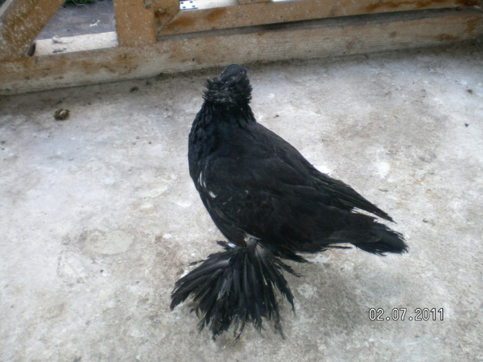 SANY0053 - PUI 2011