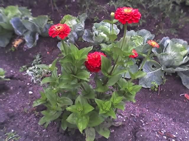 04-07-11_1610 - CARCIUMARESE_Zinnia elegans