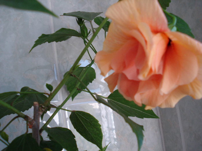 Classic Apricot - HIBISCUS 2011