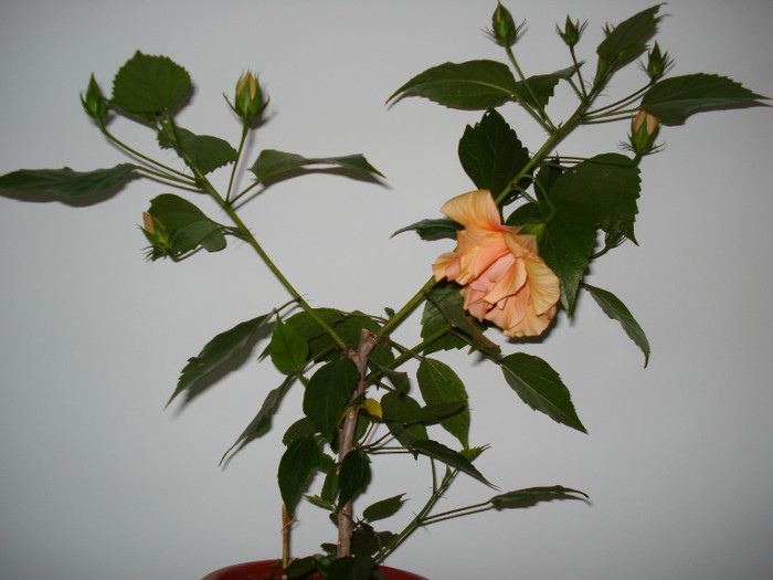 Classic Apricot - HIBISCUS 2011