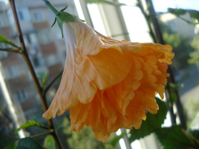 DSC09710 - HIBISCUS 2011