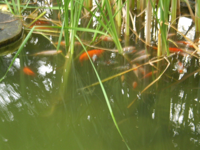 P7050001 - lacul si cascada