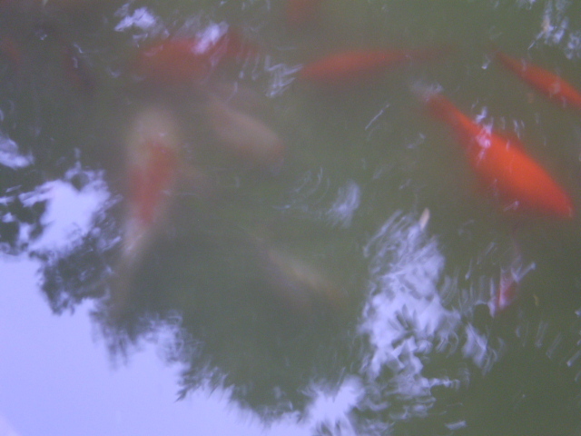 P7050007 - lacul si cascada