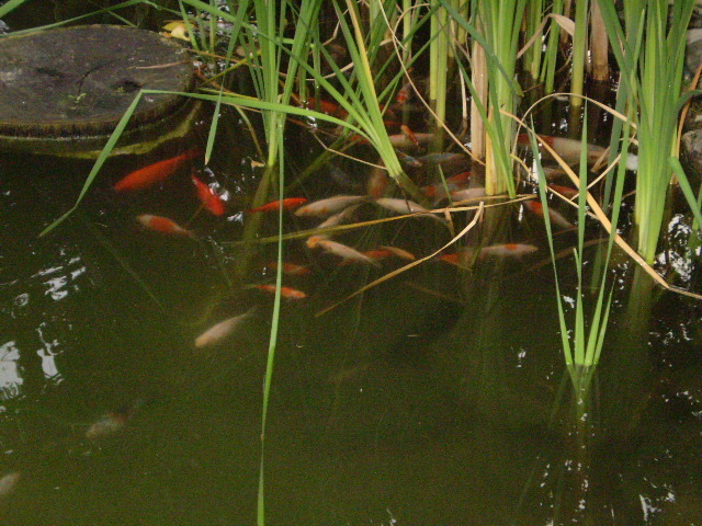 P7050015 - lacul si cascada