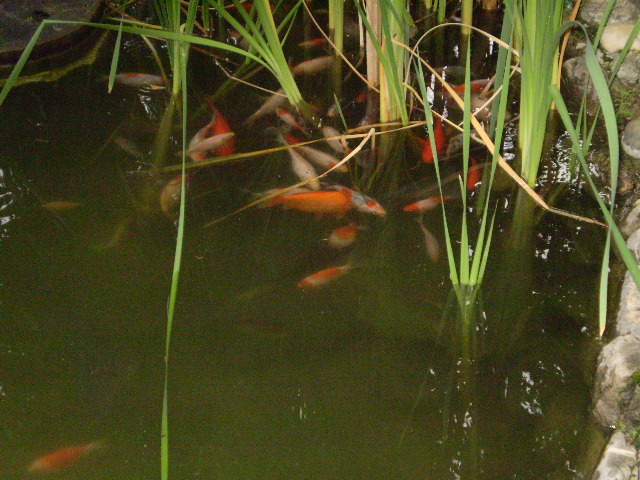 P7050017 - lacul si cascada