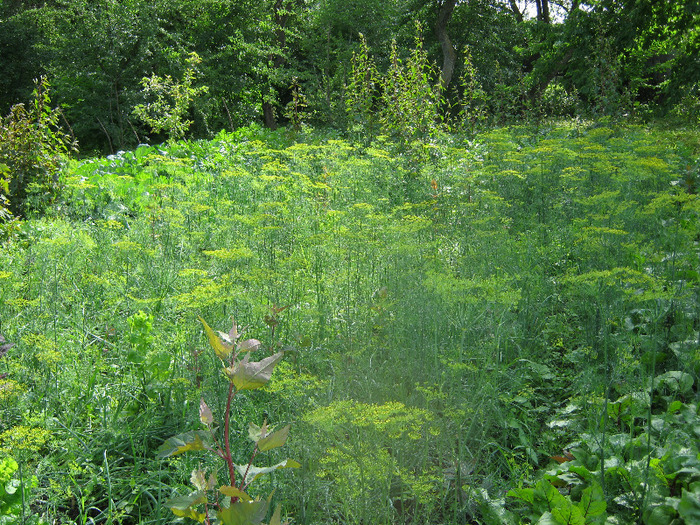 5 iulie 2011 021 - vara 2011 - la Ocea