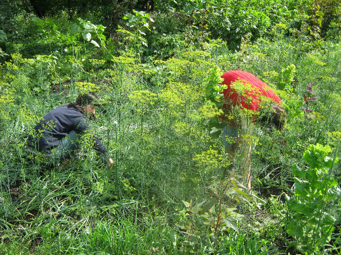 5 iulie 2011 022 - vara 2011 - la Ocea