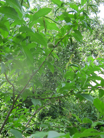 5 iulie 2011 023 - vara 2011 - la Ocea