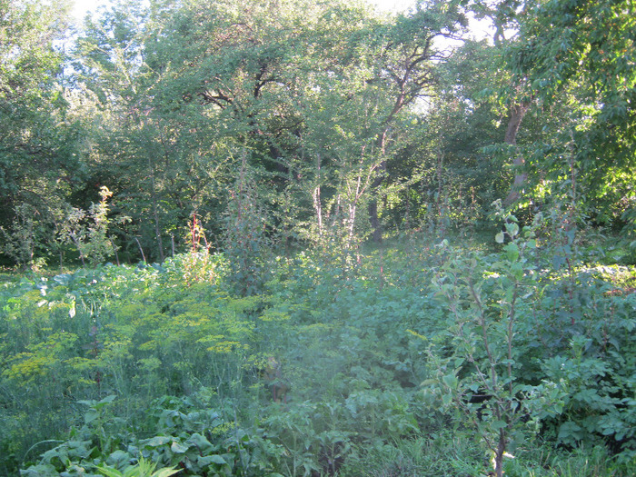 5 iulie 2011 066