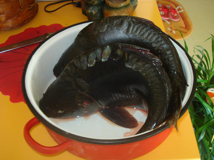 PESTII PRINSI DE CRISTI