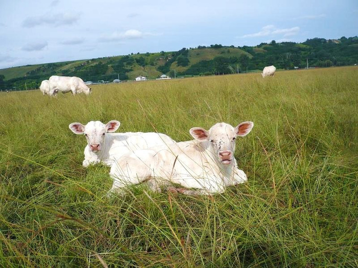 bovine de carne 1