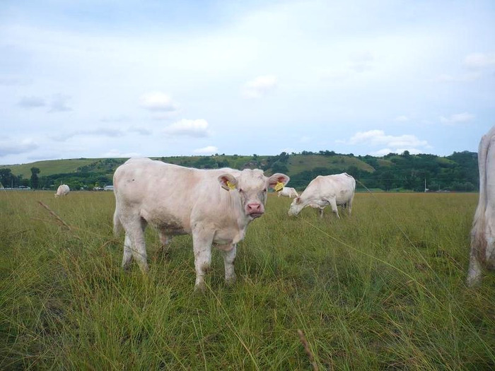 vitel de carne Charolais 4 luni