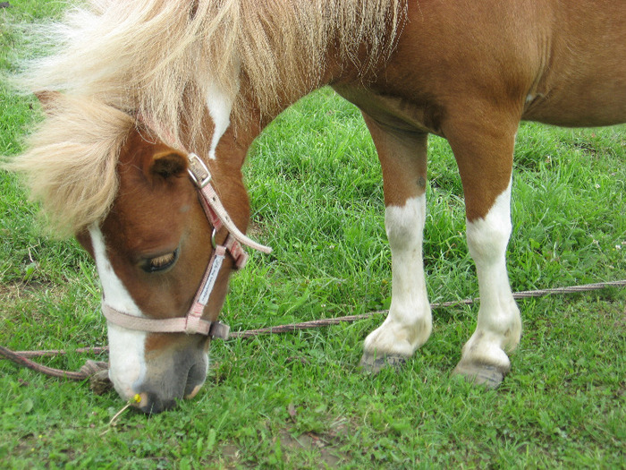 IMG_2308 - VANZARI PONEI