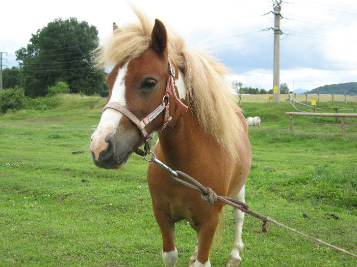 IMG_2315 - VANZARI PONEI