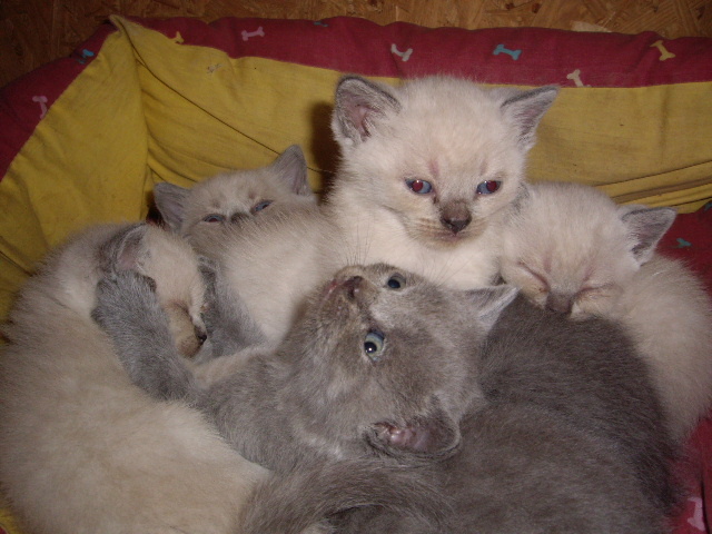 British Shorthair; 4 saptamani
