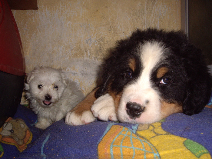 Ciobanesc de Berna; mascul 7 sapt plecat in Italia
