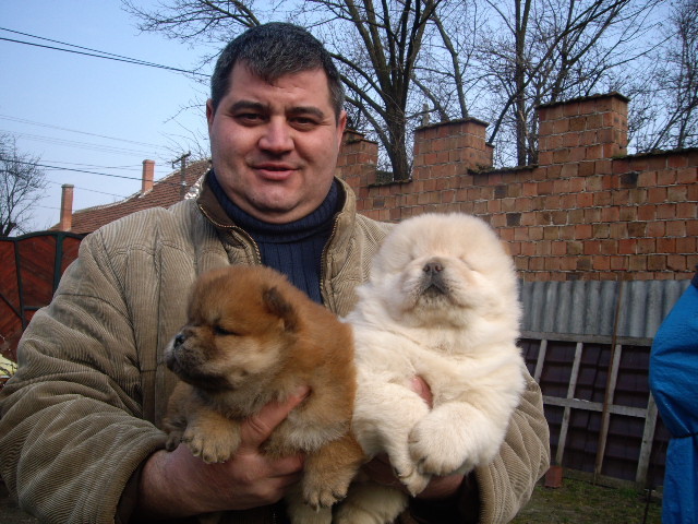 Chow-chow; fetita crem 6 sapt
