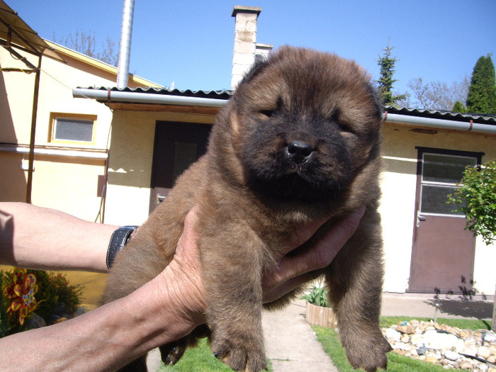 Chow-chow