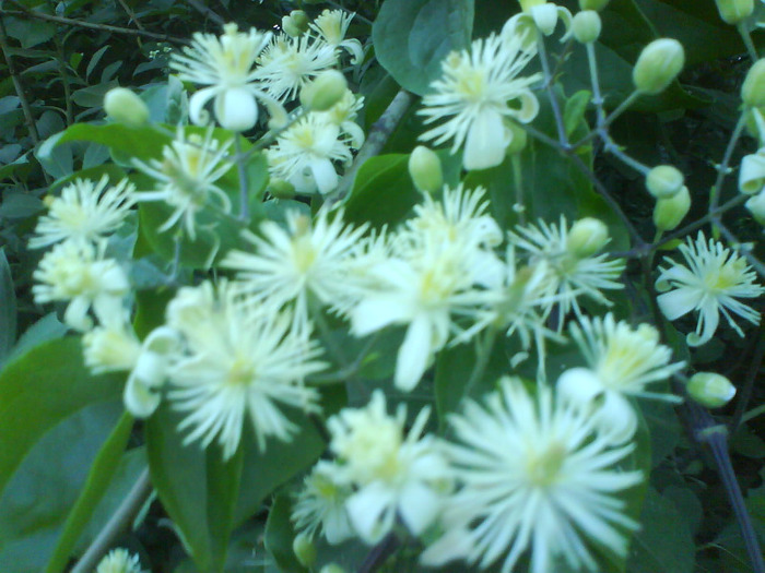 DSC06132 - clematite-de vanzare