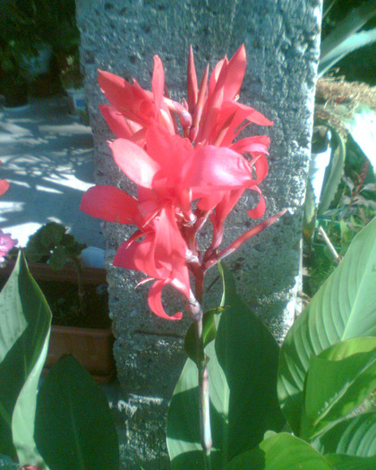 Picture 278 - Diverse flori