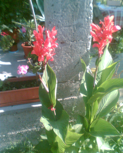 Picture 279 - Diverse flori