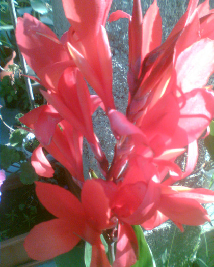 Picture 280 - Diverse flori