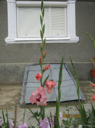 Picture 003 - gladiole 2011