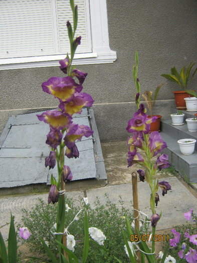 Picture 004 - gladiole 2011