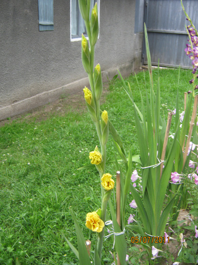 Picture 005 - gladiole 2011