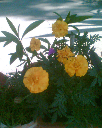 Picture 281 - Diverse flori