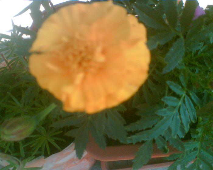 Picture 283 - Diverse flori